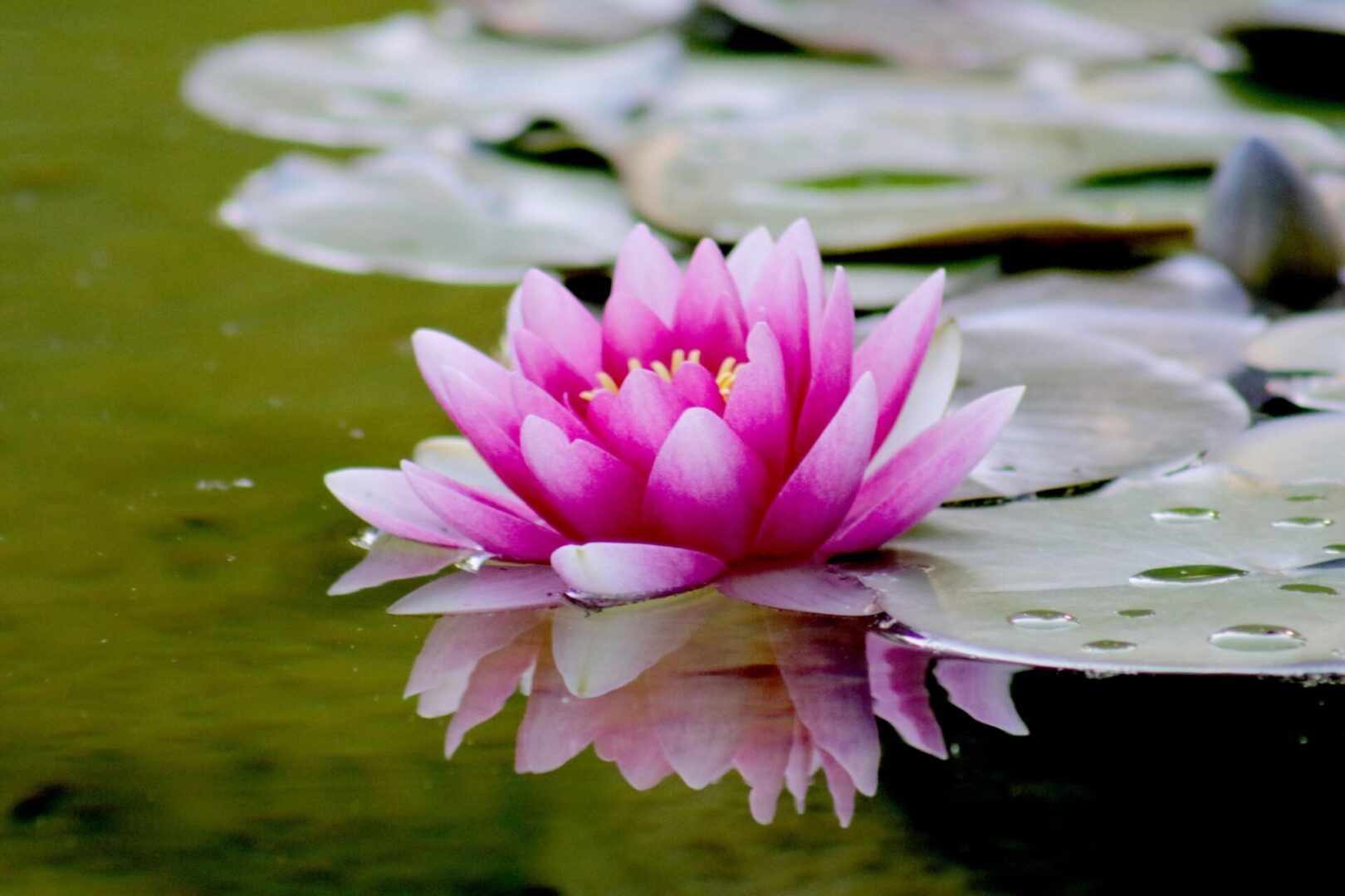 A pink water lily in the middle of a pond.